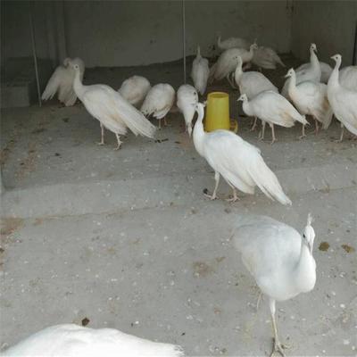 活体蓝孔雀一年生-信诚特种养殖1-4年生-白孔雀养殖