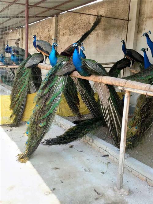 成年蓝孔雀哪里有卖的多少钱一只巴彦县-嘉祥孔氏珍禽养殖
