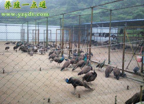 蓝孔雀养殖雀舍与设备,孔雀养殖创业起步指南